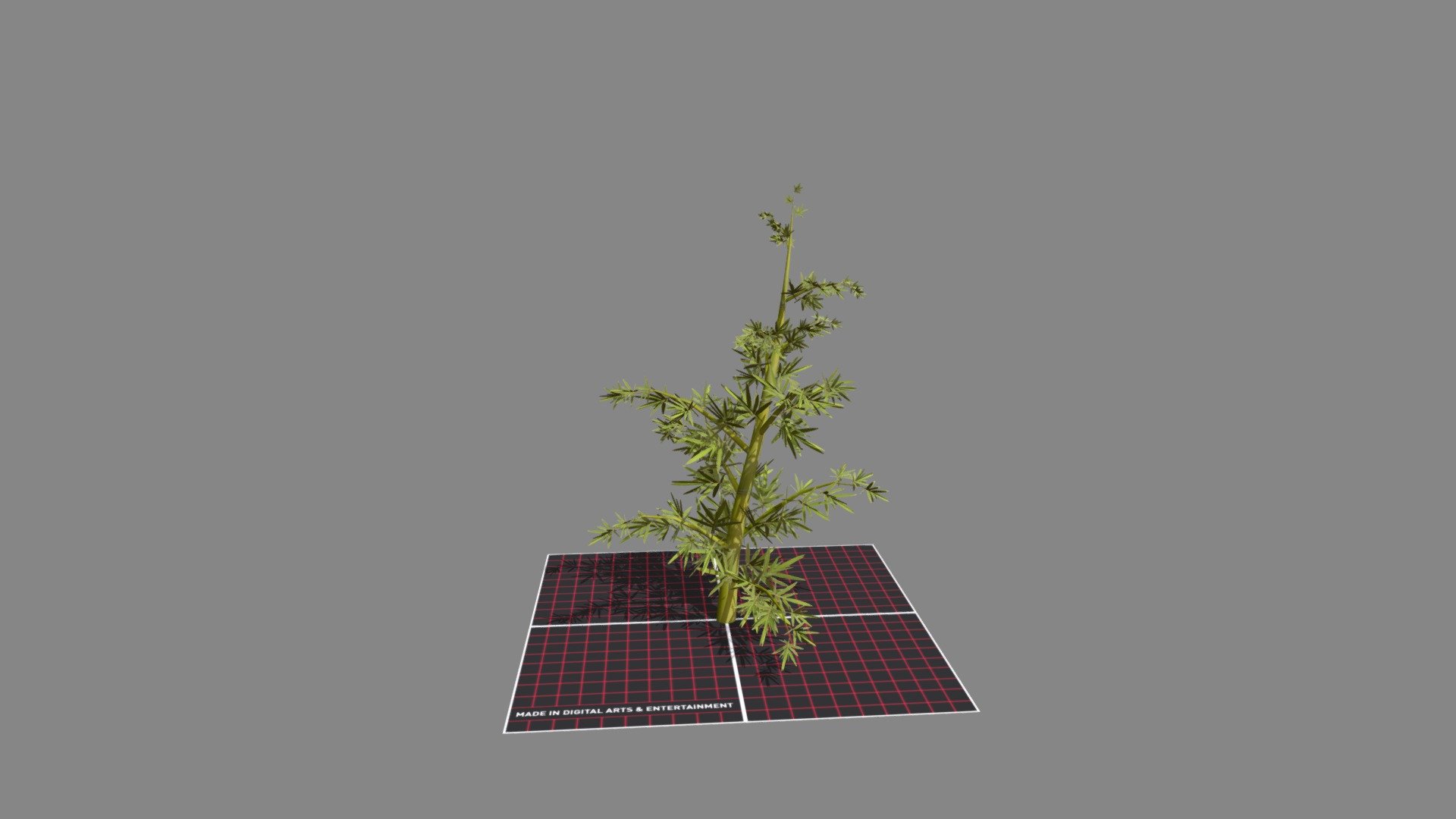 Bamboo