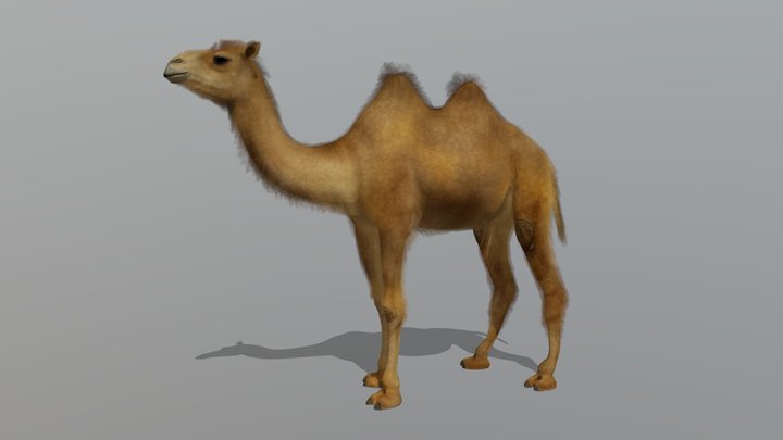 Camel – Realistic Animated 3D Model