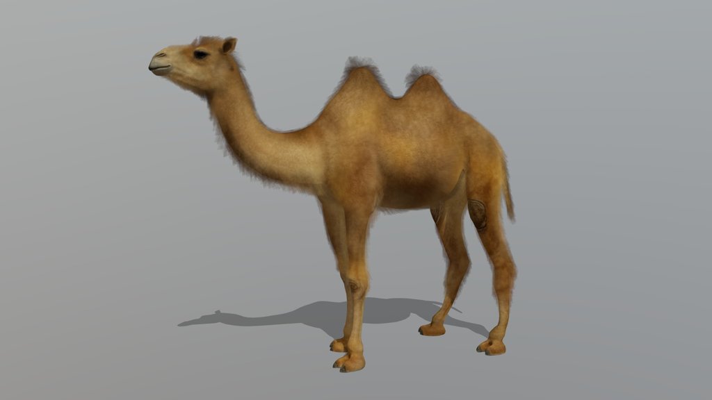 Camel – Realistic Animated 3D Model