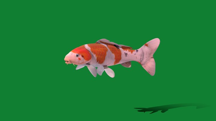 Nishikigoi Koi Carp Fish (Lowpoly) 3D Model