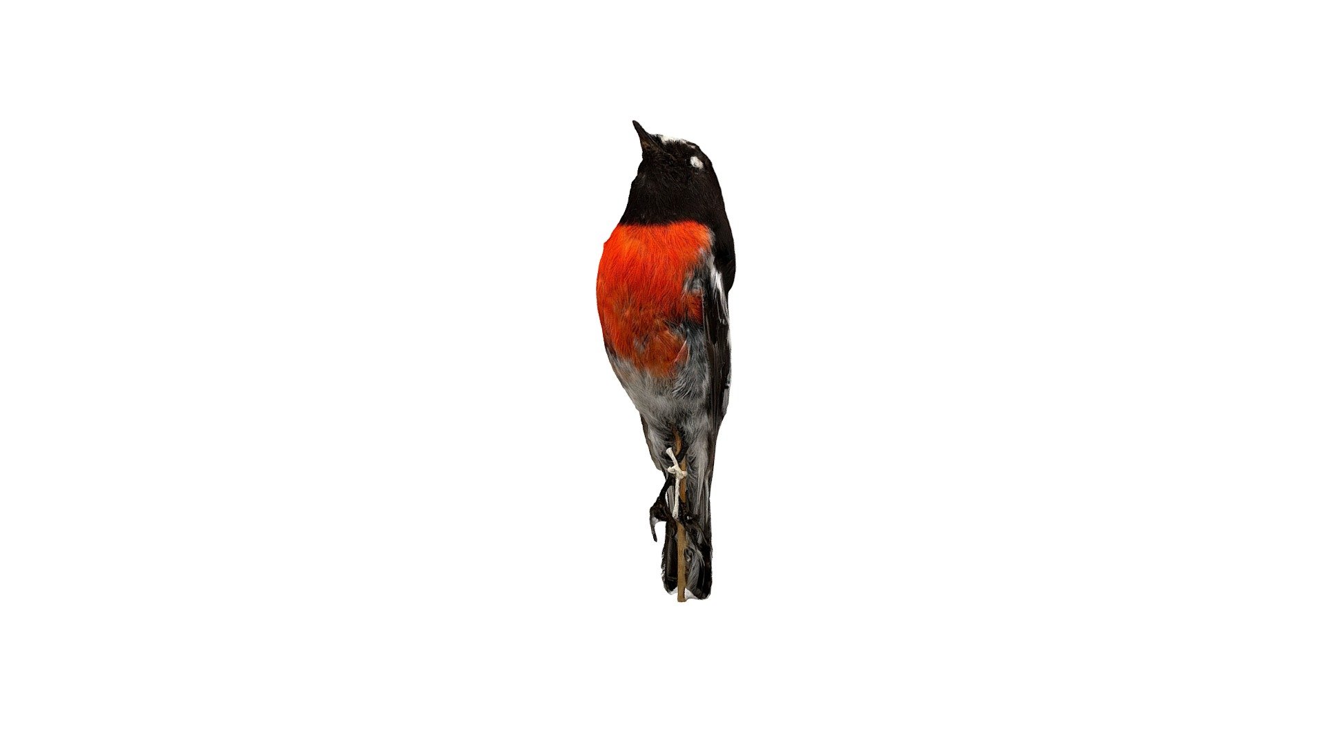 Study Skin - scarlet robin, male ♂ - 3D model by Queen Victoria Museum ...