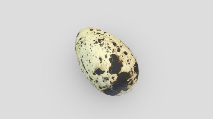 Razorbill Egg - Low Poly/Optimized 3D Model