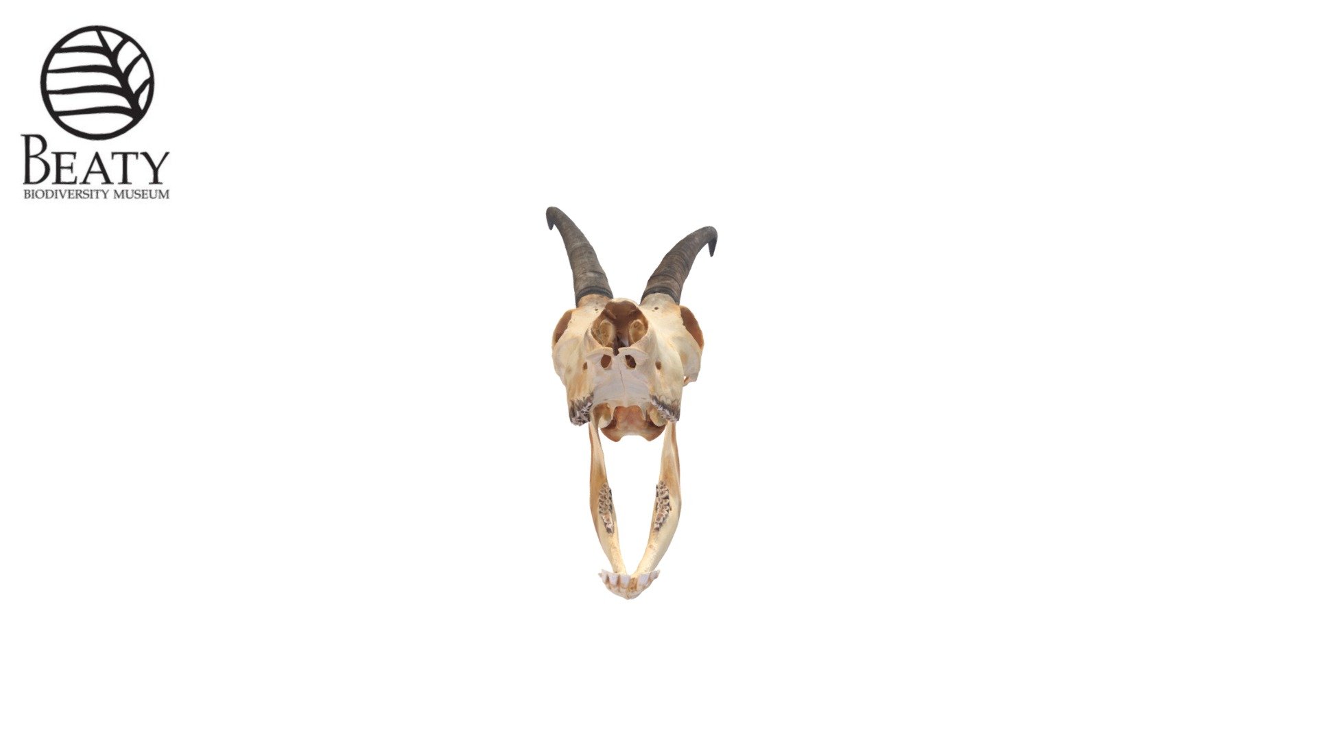 6639 Mountain Goat