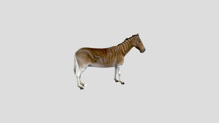 equus quagga quagga 3D Model