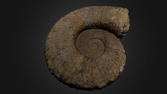 Ammonite 3D Model