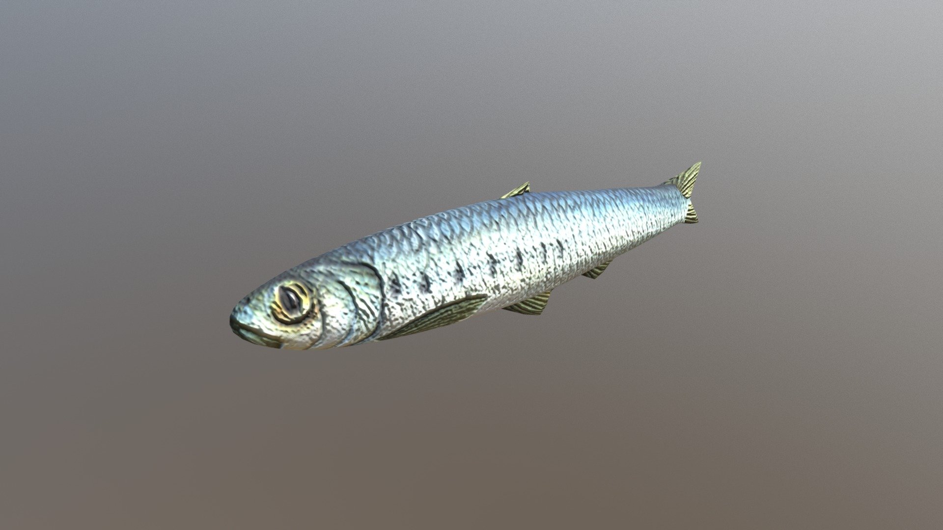 Sardine