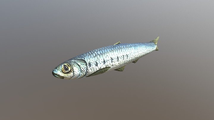 Sardine 3D Model