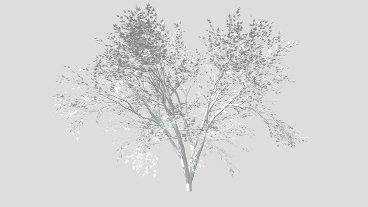 Japanese Maple 3D Model