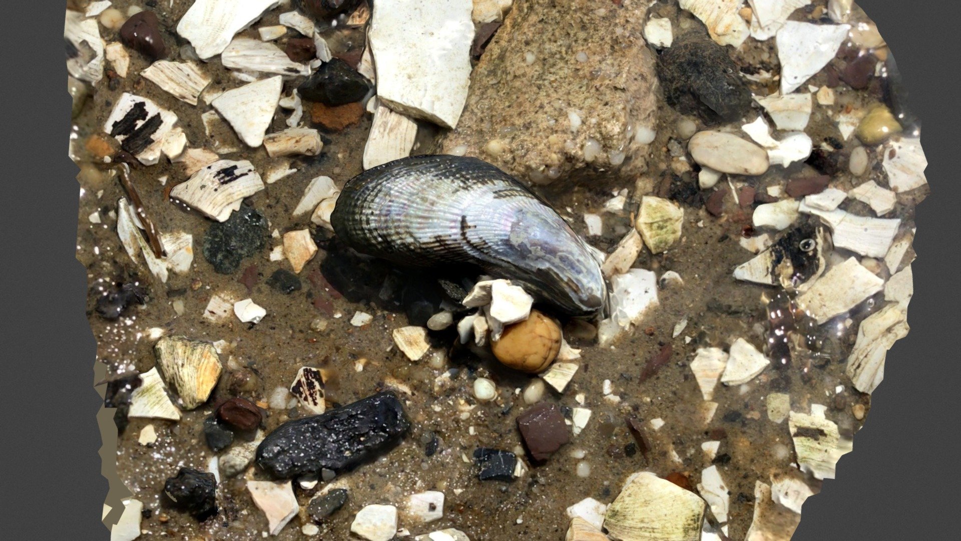 Mussel — Sketchfab embed 3D viewer