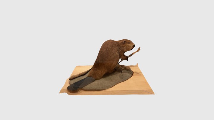 Beaver Corvallis Museum - Andrew Huff 3D Model