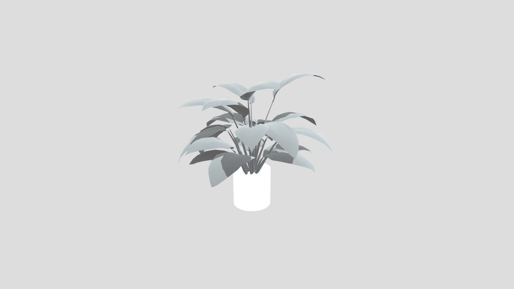 Broadleaf Lilly Potted Large