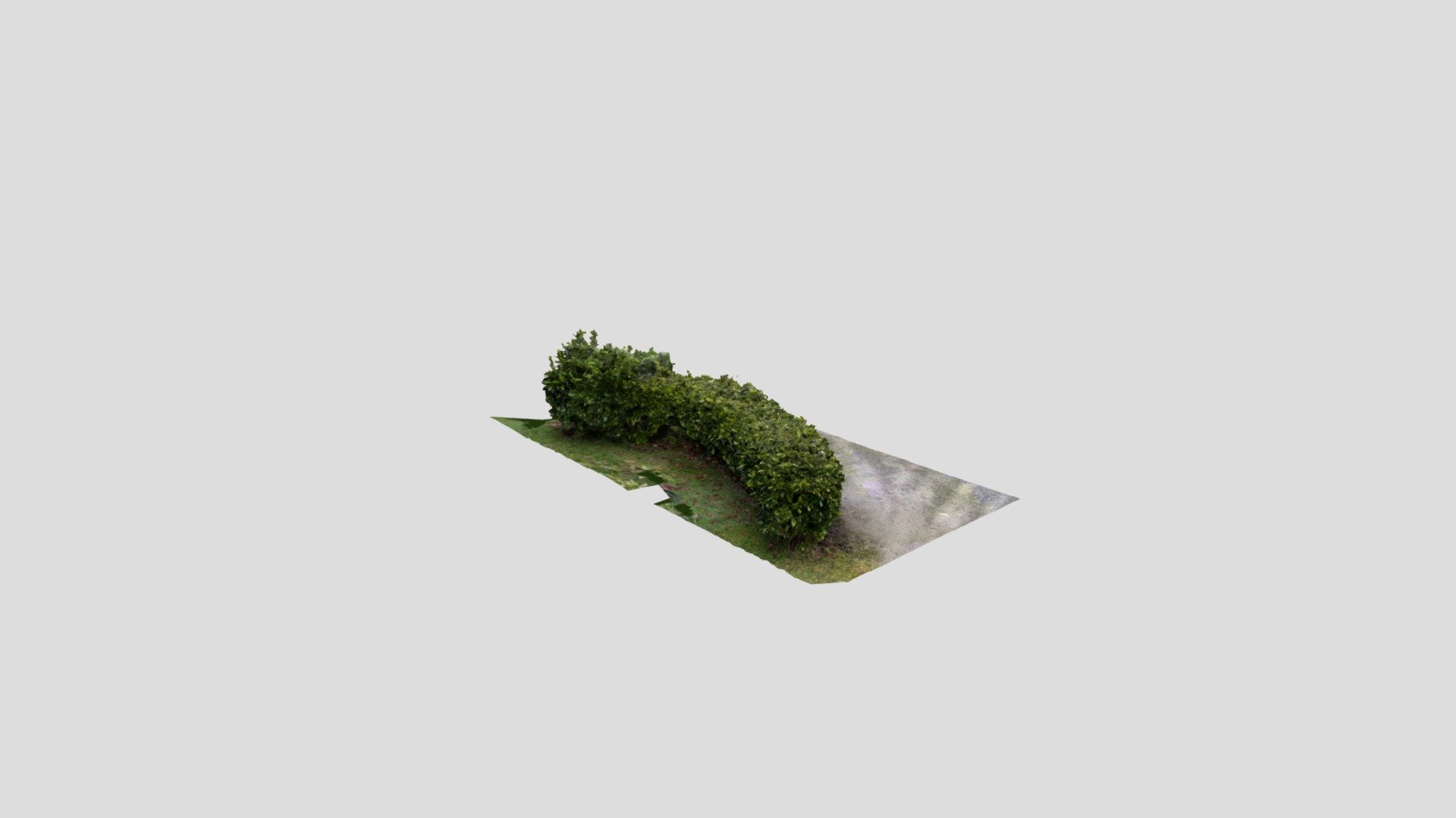Hedge- Haie
