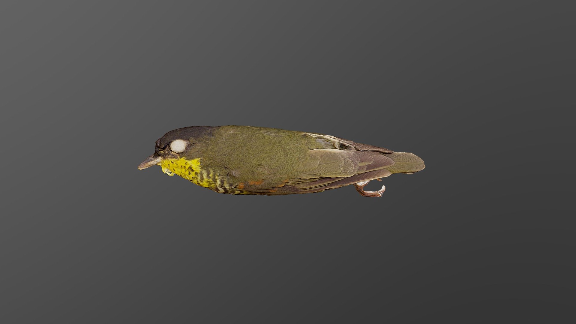 Elegant Mourner - Laniisoma elegans