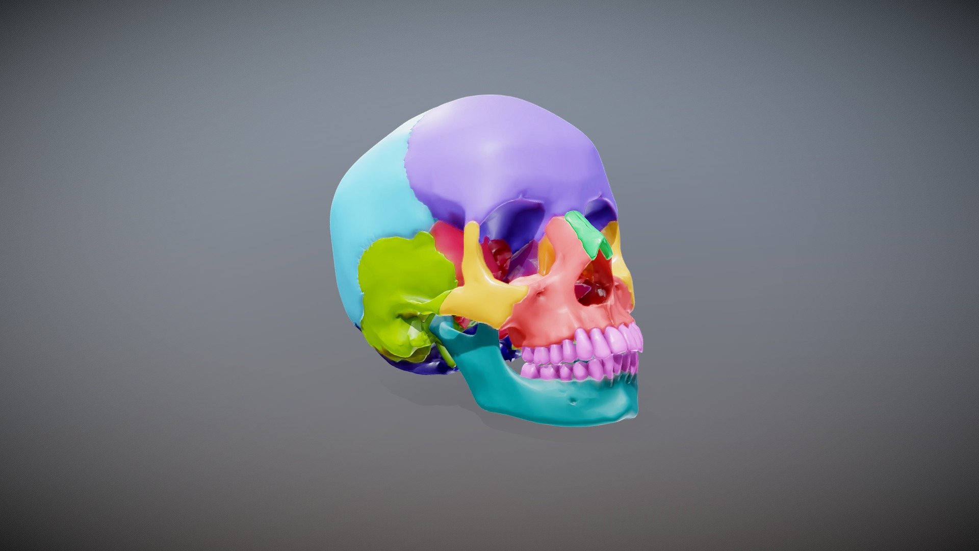 Anatomy Quick Guide: The Skull