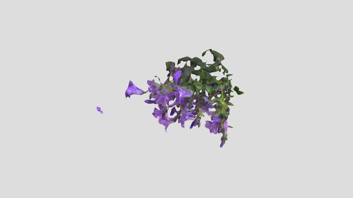 Campanula Kiri with mask