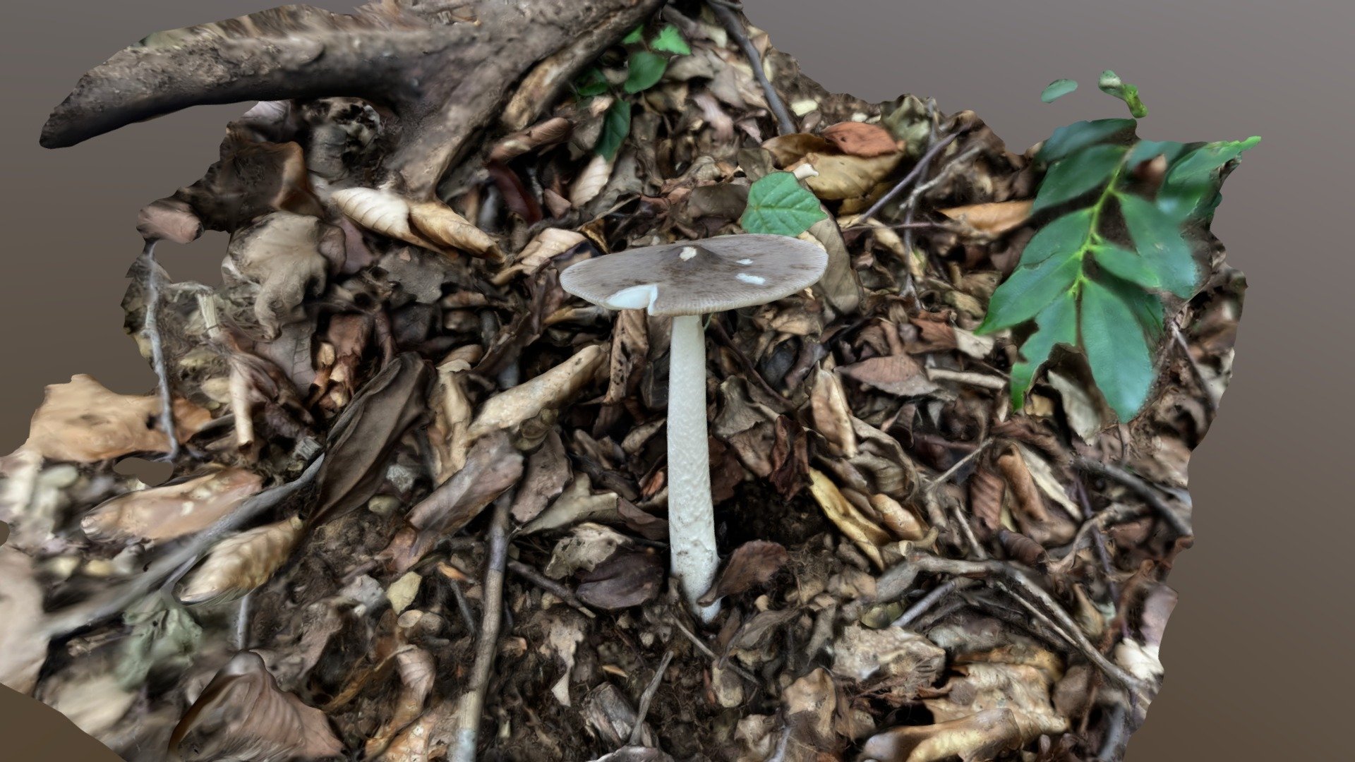 Amanita punctata （オオツルタケ）