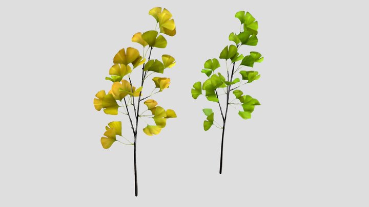 ginkgo 3D Model