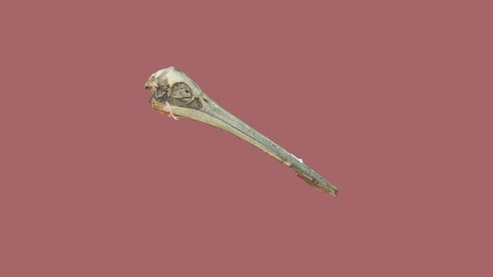 Pelican Skull 3D Model