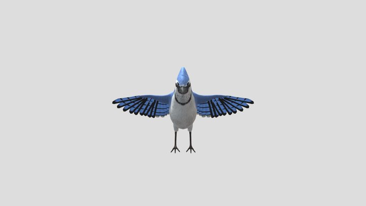 Blue Jay 3D Model
