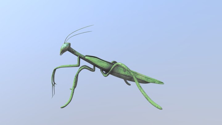 Praying Mantis 3D Model