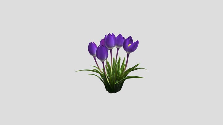Purple Crocuses in Snow