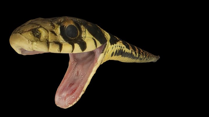 CC0 ヤマカガシ 🐍 Tiger Keelback Snake, R. tigrinus – Modello 3D gratuito STL
