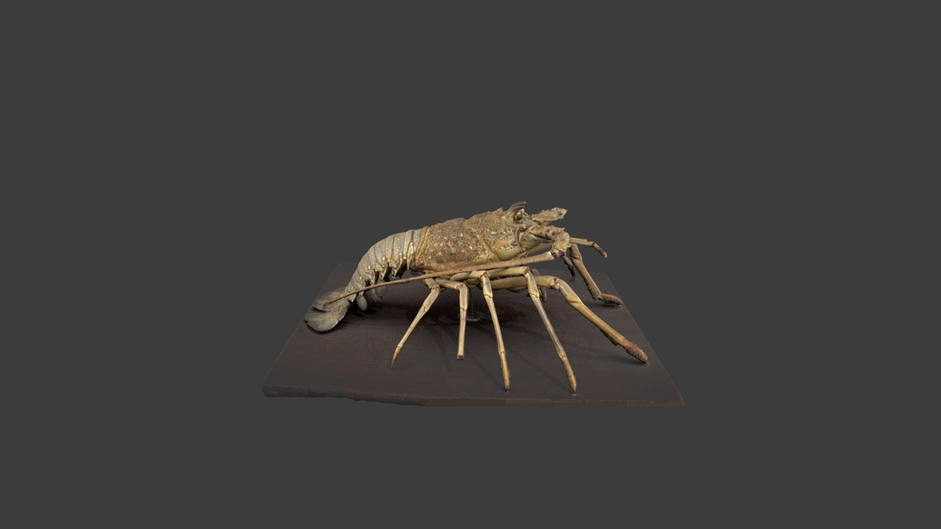 Panulirus longipes — Sketchfab embed 3D viewer