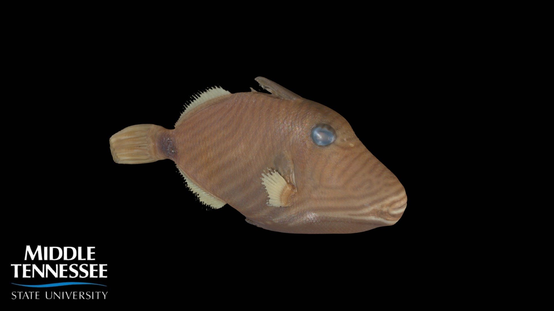 Orange Lined Triggerfish - Balistapus undulatus