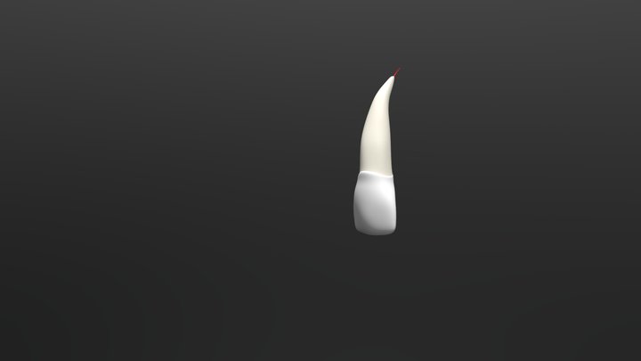 Dente Incisivo 3D Model