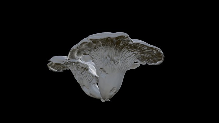 Jack O Lantern Mushroom Omphalotus – Free 3D Model STL