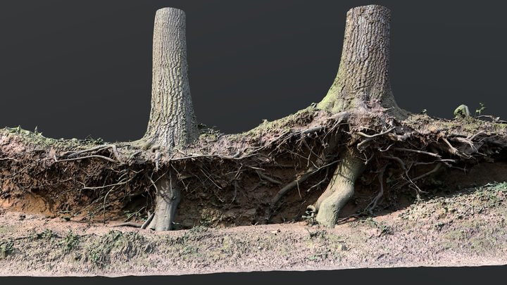 Roots  (Test)