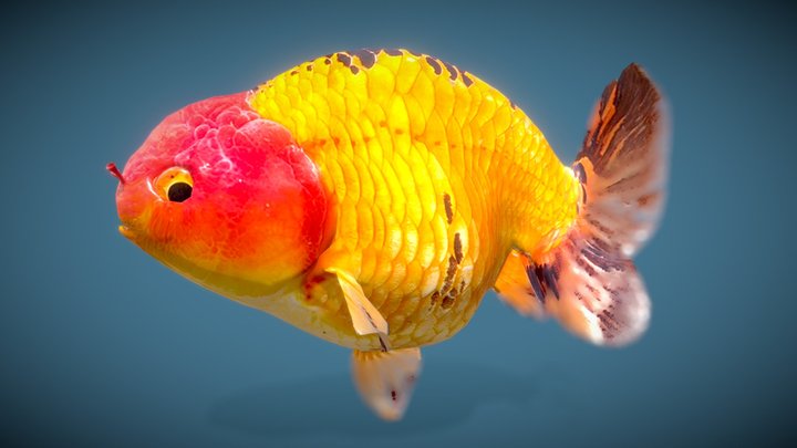 Ocean-creatures 3D models - Sketchfab
