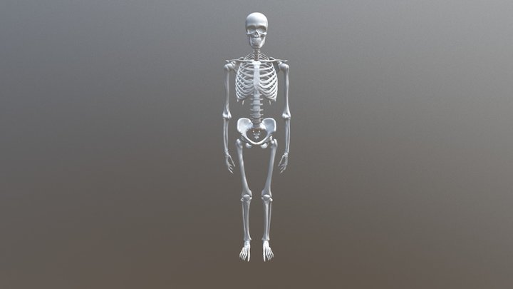 Joints of the axial skeleton 3D Model
