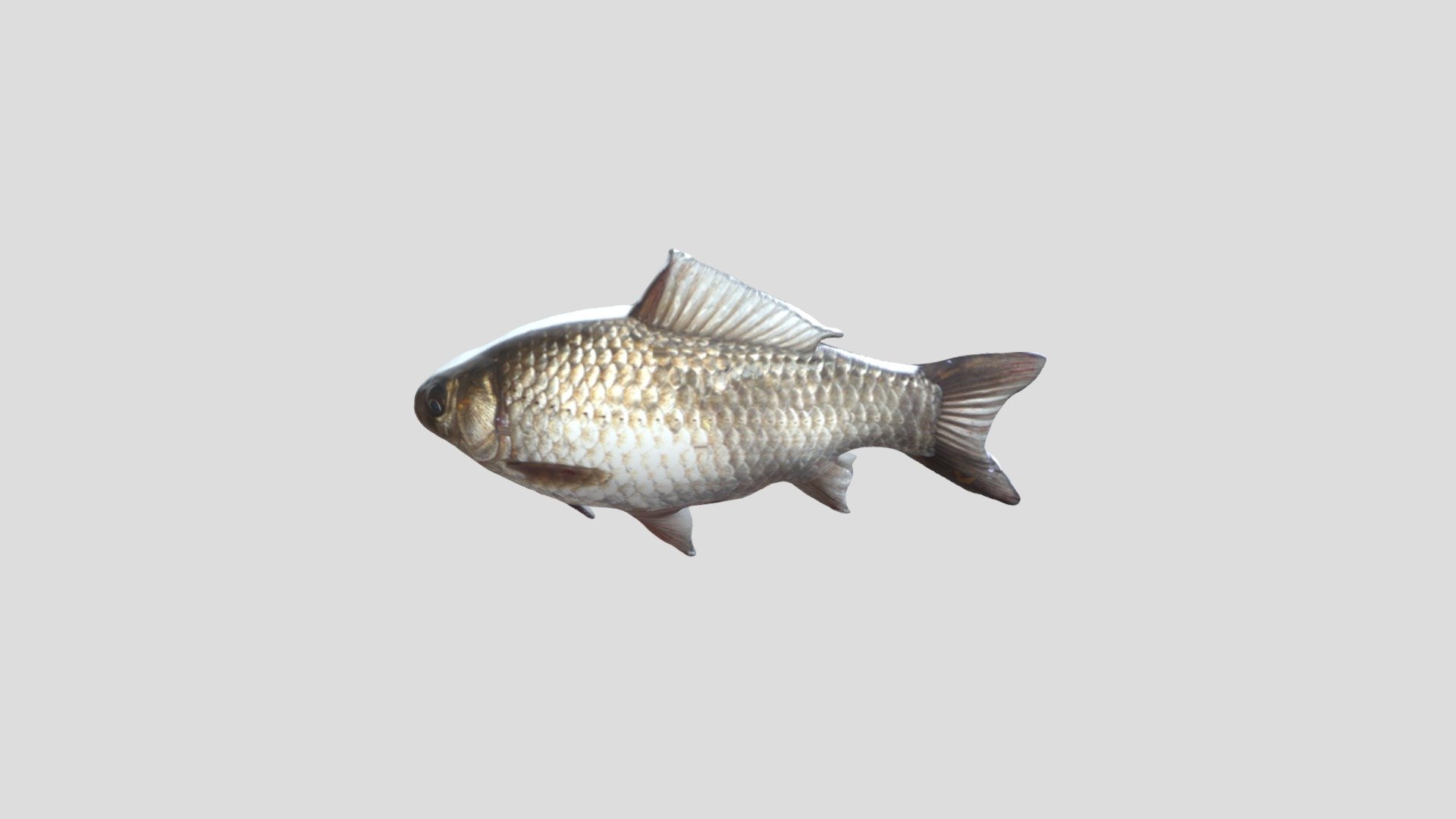 fish - 3D model by 408730066 [d7e45f8] - Sketchfab