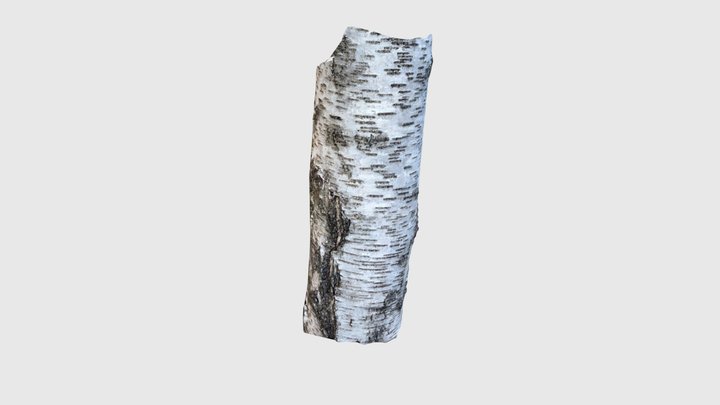 Birch_bark02 3D Model