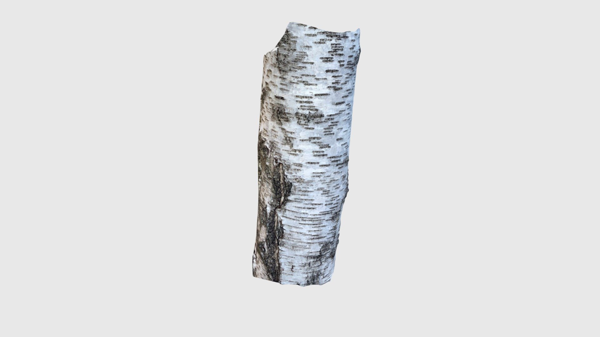 Birch_bark02