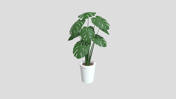 philodendron grazielae Philodendron grazielae
