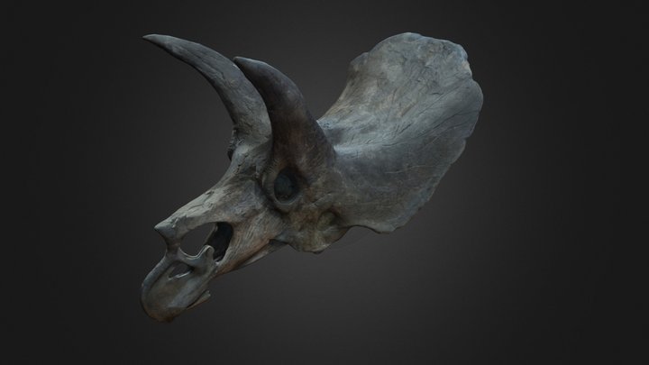 triceratops Simplifié
