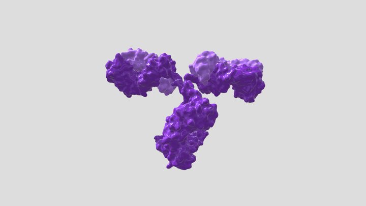 IgG_purple_63k_animated_z_axis 3D Model