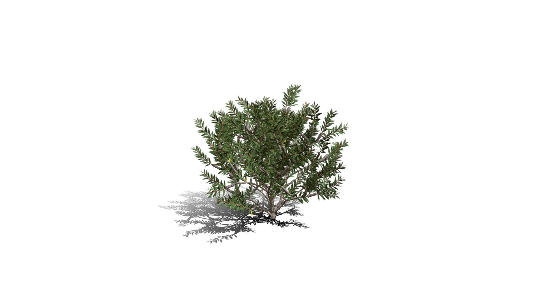 Realistic Hd Bottlebrush Laevis (12 20) - Download Free 3d Model By 