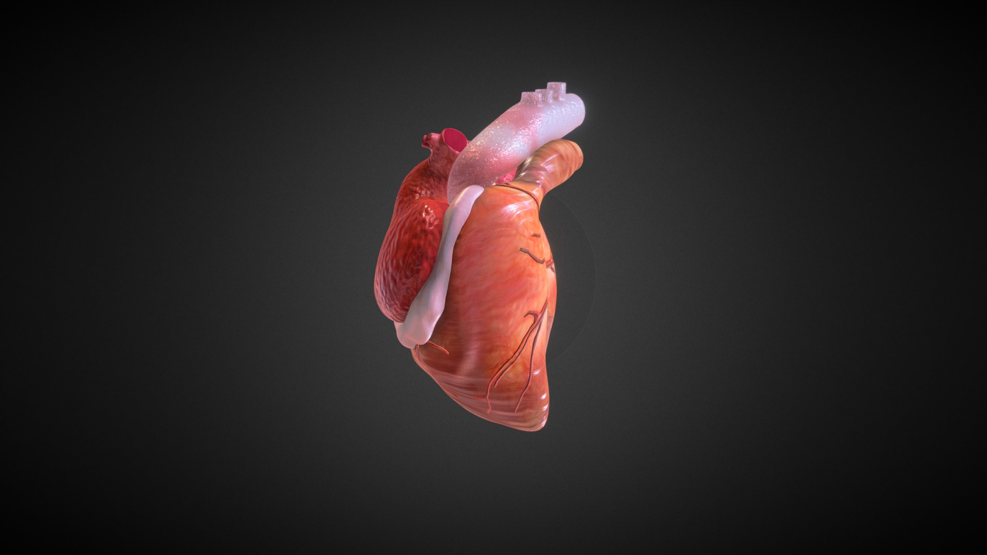 heart - 3D model by wustlmpa [d7f0f0e] - Sketchfab