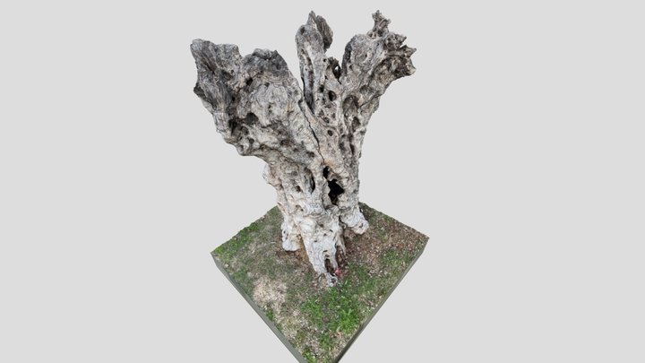 Tree 3D Model