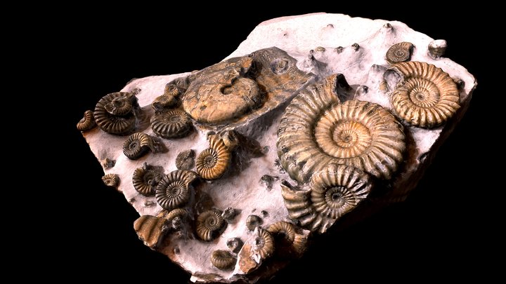 Multi Green Ammonite Fossil 3D Rendered Model 3D Model