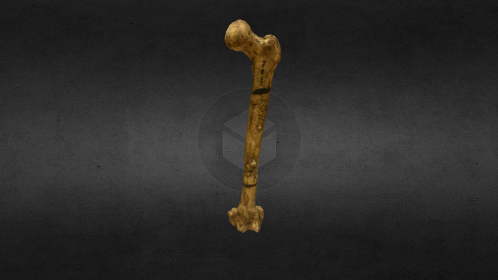 Long Bone Test - 3D model by Logan Museum of Anthropology (@LoganMuseum ...