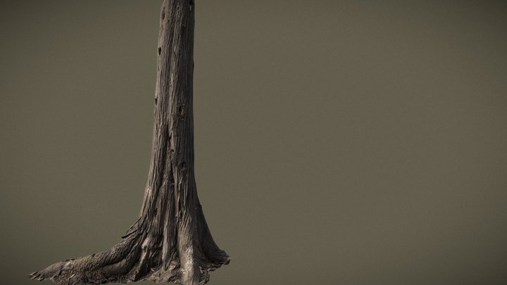 Photoscanned Cedar Trunk 3D Model