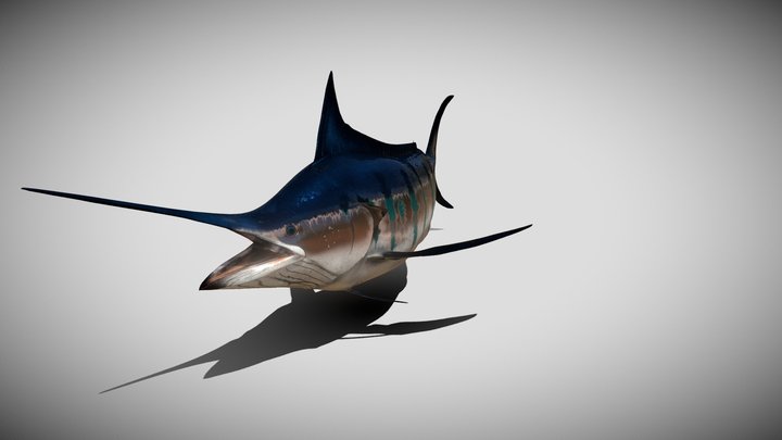 Blue Stripped Marlin Animated 3D Model
