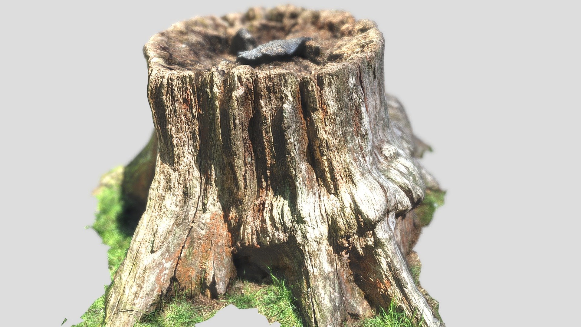 Tree Stump Photogrammetry 3D Scan 2