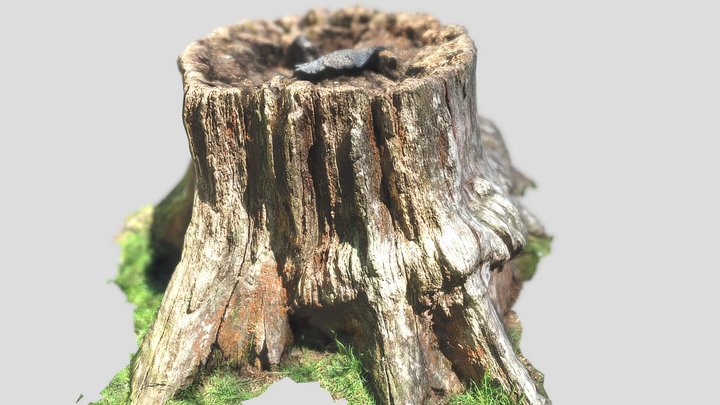 Tree Stump Photogrammetry 3D Scan 2 3D Model