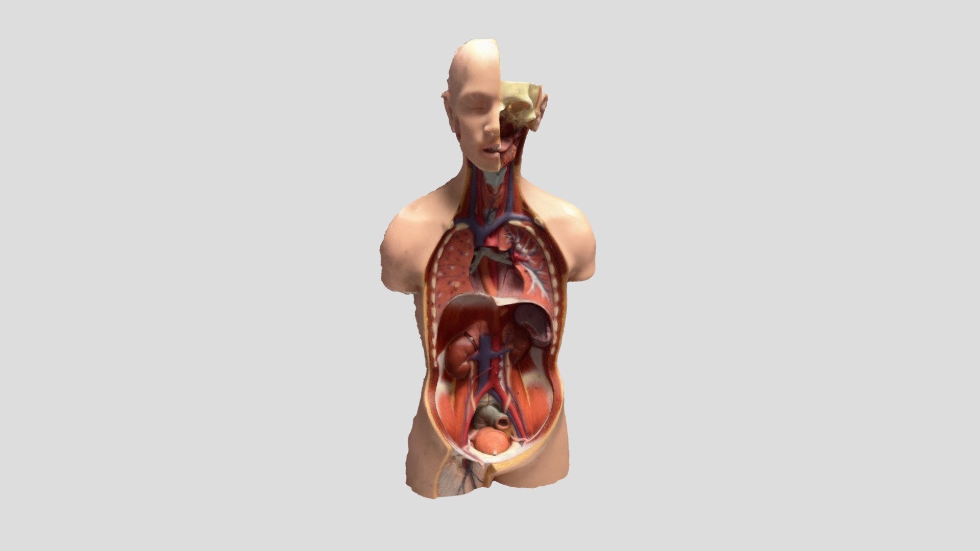 Human No abdomen - Download Free 3D model by Samwell82 [d80144d ...