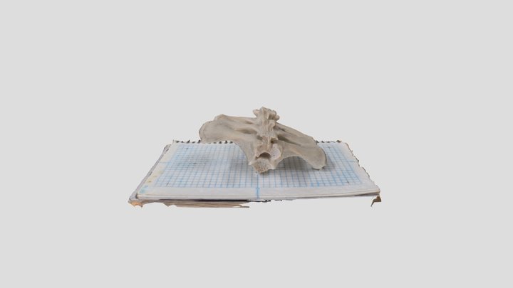 250717 pelvis 02 (Scan 1 of 2)
